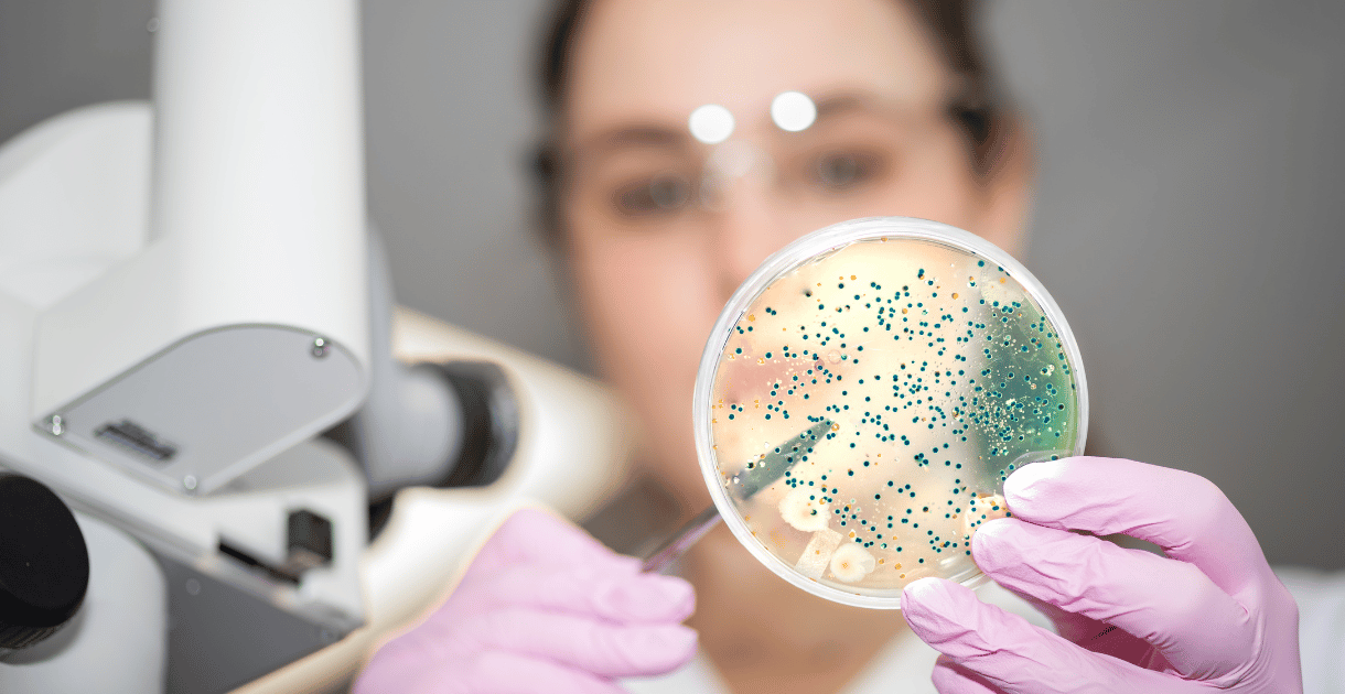 Scientist examining a petri dish, highlighting the use of bacterial filters in laboratory research.